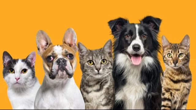 เปิดให้ลงทะเบียนหมาแมวแล้ววันนี้