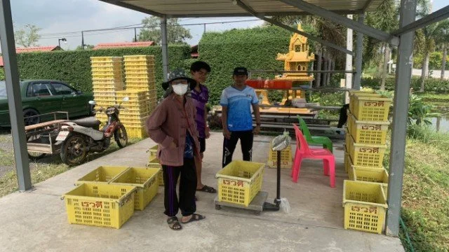เปิดล้งรับซื้อมังคุดแล้ว