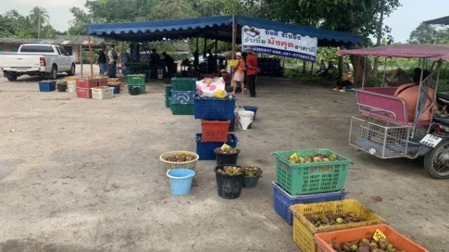 รับซื้อมังคุดเจ้าเก่าแก่เดิม